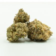 6778d502e1a78935e92cda984dd1cdd9caf2ffbe_tropicana_cookies_purple_feminized_bud