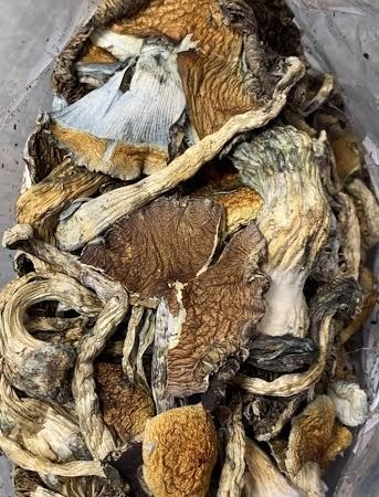 Hill Capp Magic Mushrooms