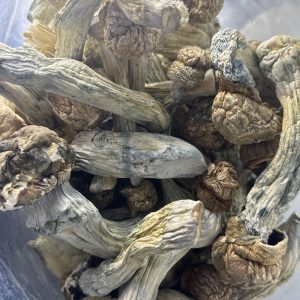GC Thrasher Magic Mushrooms