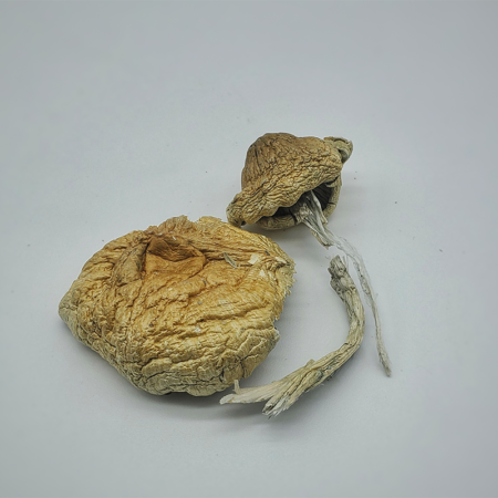 Hill Billy Pumkin - Magic Mushrooms