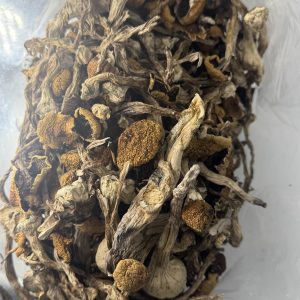Golden Teacher Magic Mushroom