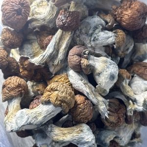 Blue Pulaski Magic Mushroom