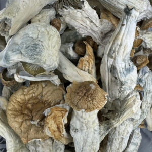 Blue Pulaski Magic Mushroom