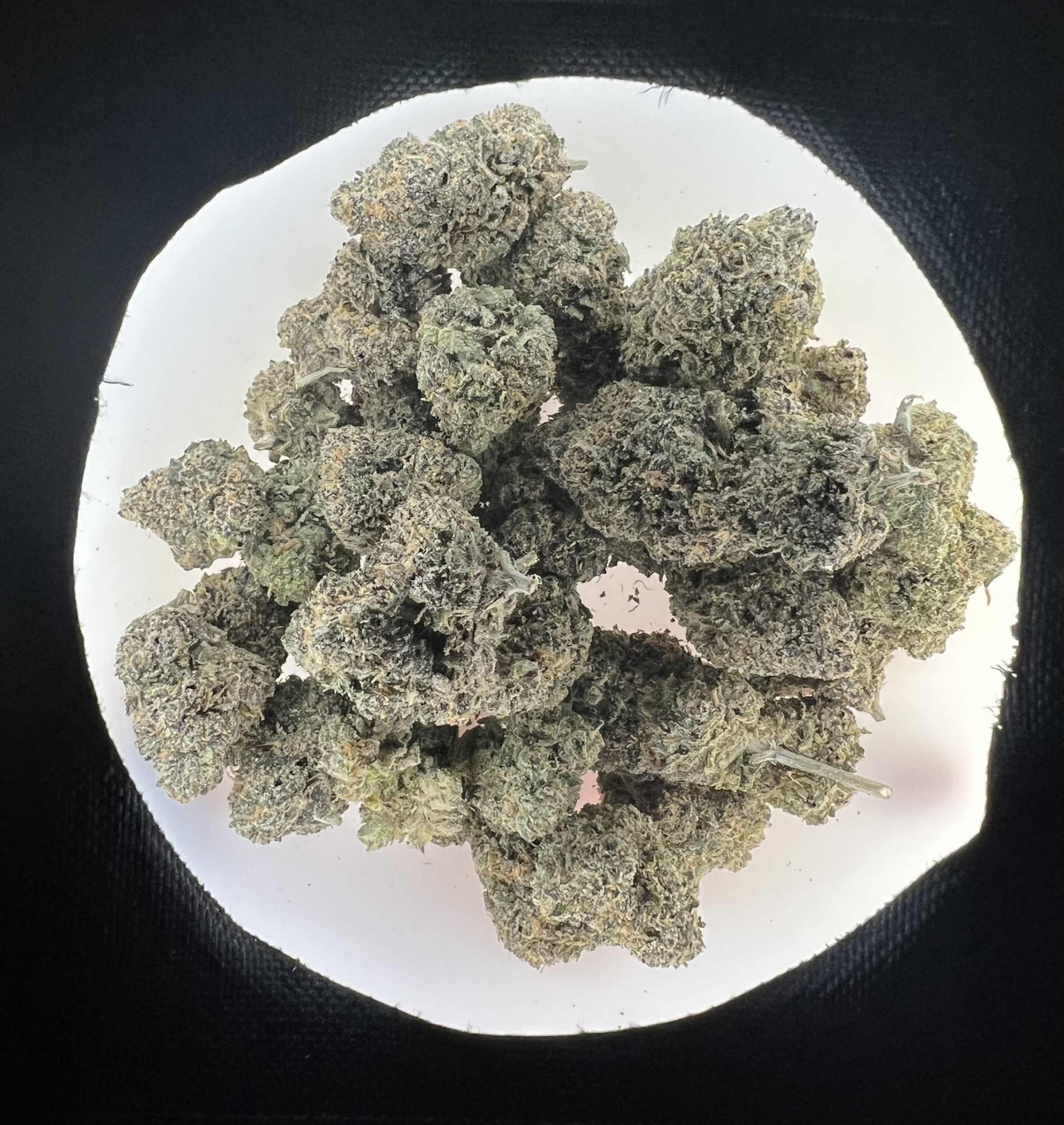 IMG_1321 Exotic - Blueberry Yum yum - Image 1