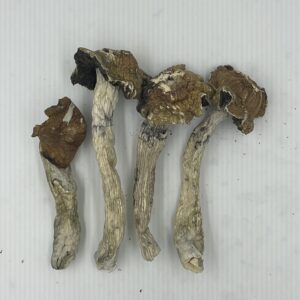 Tidal Wave Magic Mushrooms