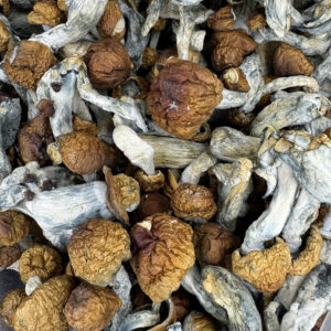 Penis Envy Magic Mushrooms