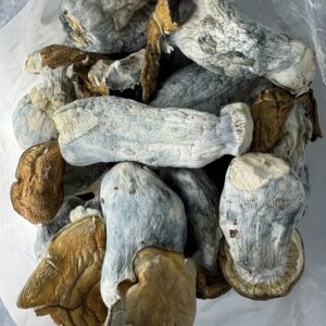 Makilla Gorilla Magic Mushrooms