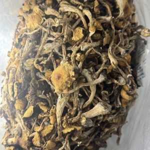 B+ Magic Mushrooms