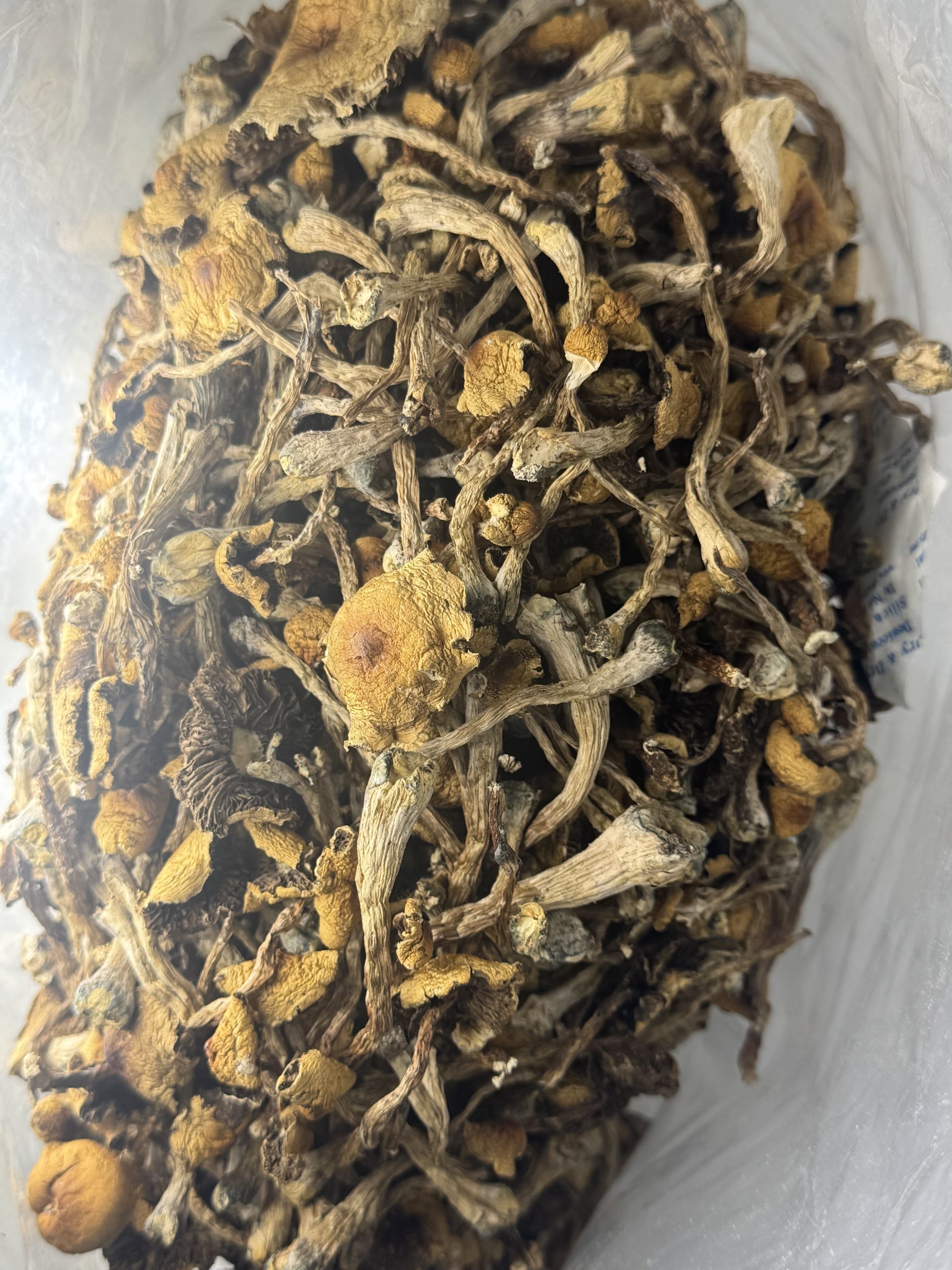 IMG_7210 B+ Magic Mushrooms - Image 1