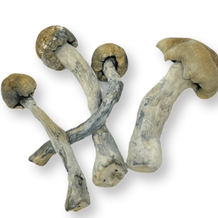 Trinity Magic Mushrooms