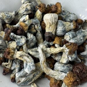 Texas Yellow Cap Magic Mushrooms