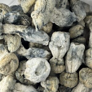 SV 13 Magic Mushroom