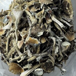 Cambodian Magic Mushroom