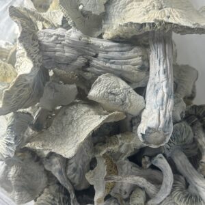 Atlantic Treasure Coast Magic Mushroom