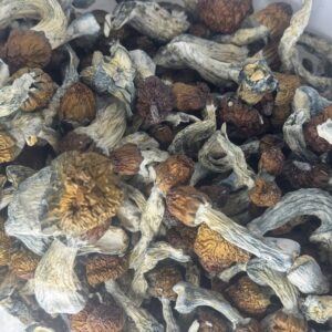 Vietnamese Magic Mushroom