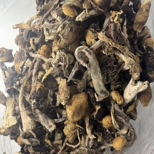 Cambodian Magic Mushroom