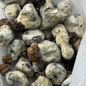 Dido Egg Magic Mushroom