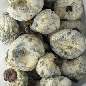 King Kong Magic Mushroom
