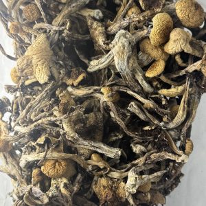 Puerto Rican Magic Mushroom