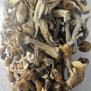 Mexican Magic Mushroom