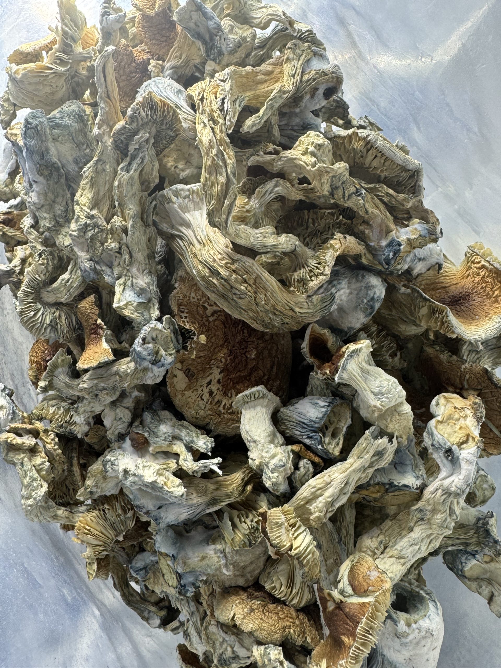 Exotic Jack Frost Magic Mushrooms