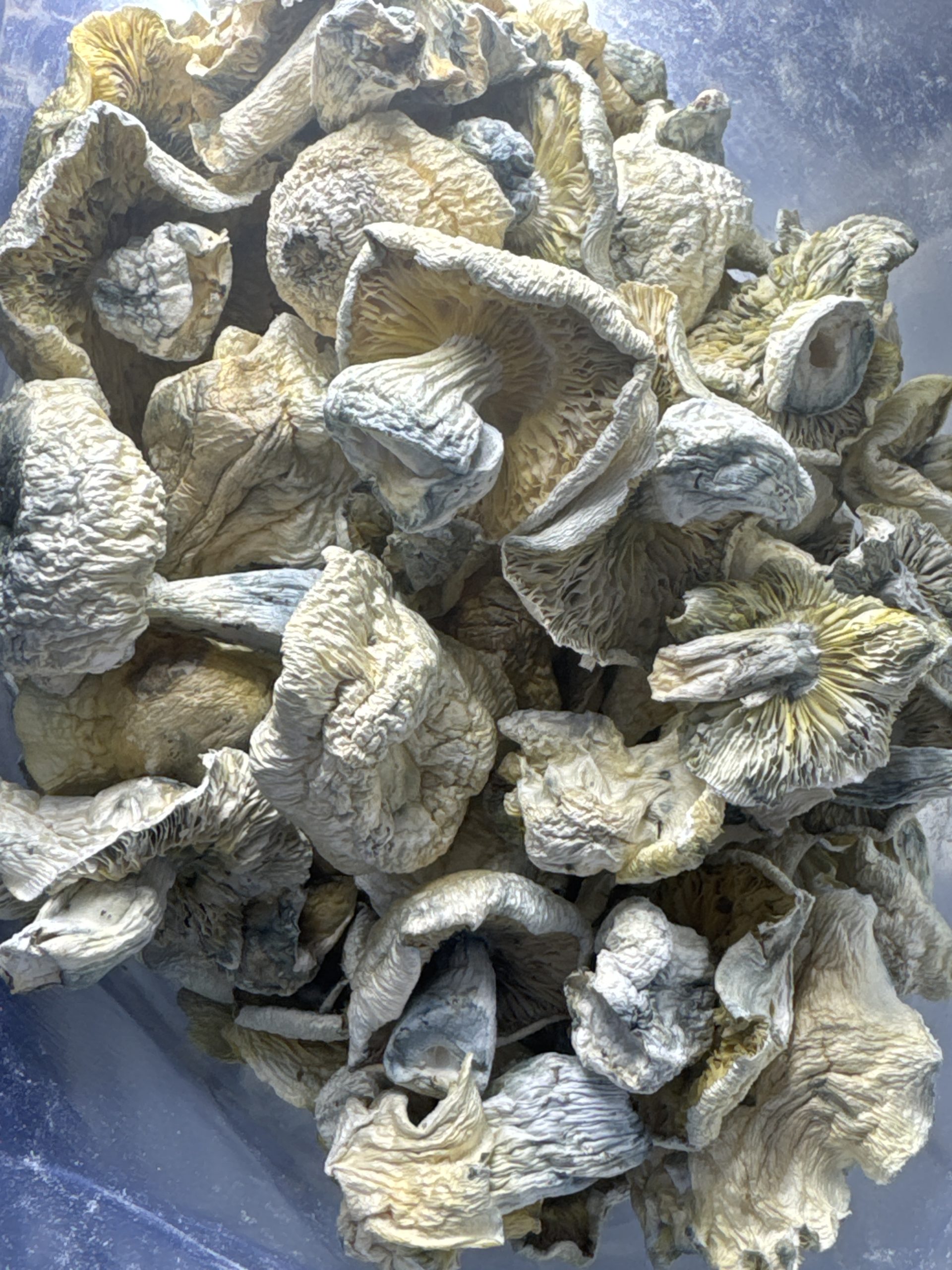 Albino Iceberg Magic Mushrooms