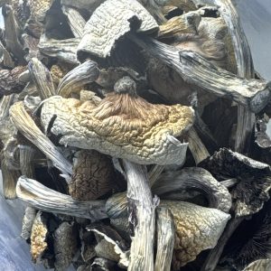 Aztec Magic Mushrooms
