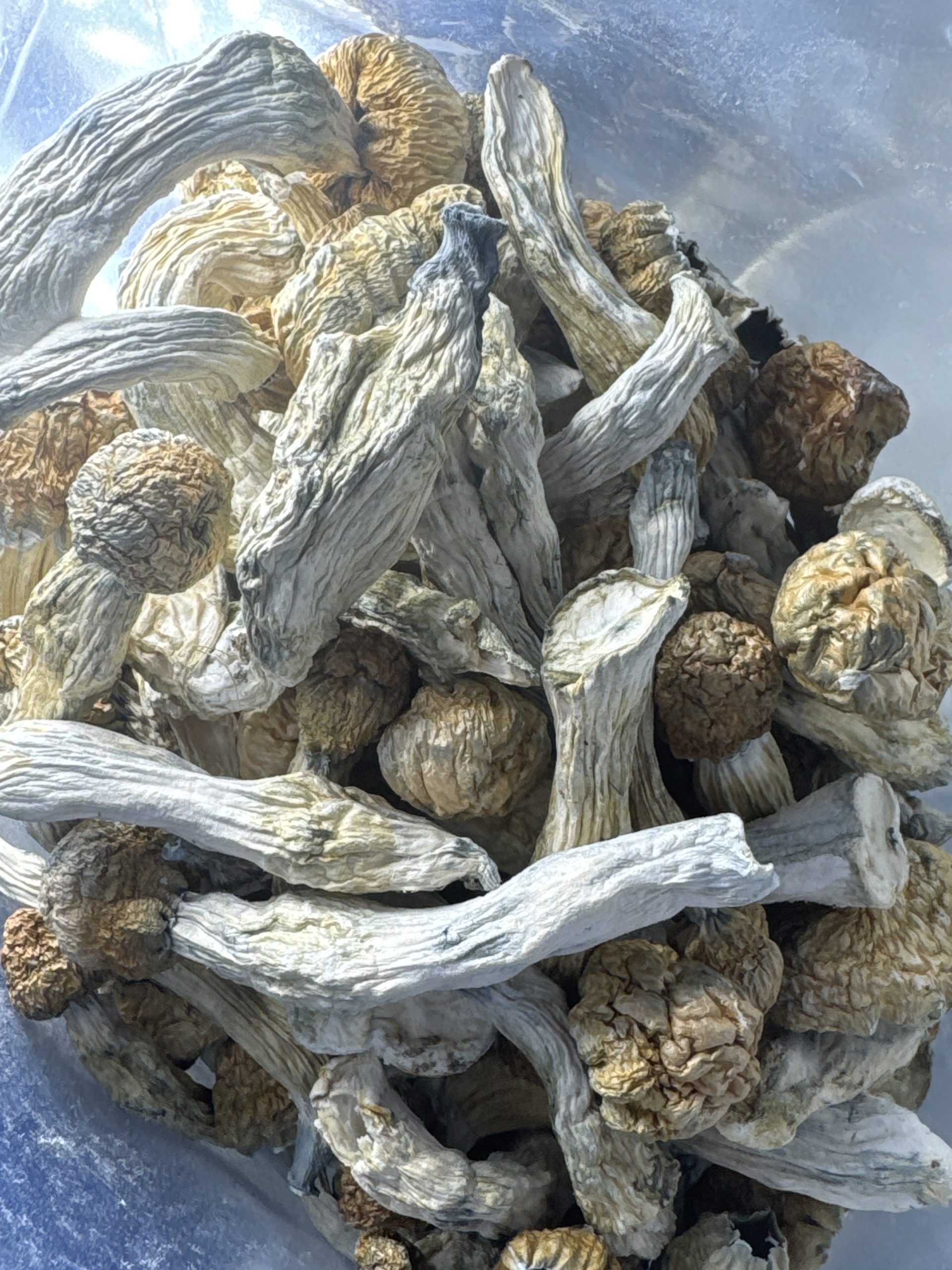Exotic Goliath Penis Envy Magic Mushrooms